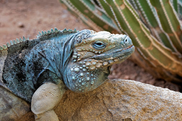 Grand Cayman Blue Iguana endangered species native to Cayman islands