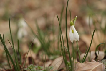 Snowdrops (Galanthuses) in forest. First spring flowers of the year. Most species flower in winter, before the vernal equinox (20 or 21 March in the Northern Hemisphere).