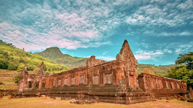 Cows graze on the grass at the North palace of the Vat Phou temple complex UNESCO World Heritage Site at sunrise time lapse