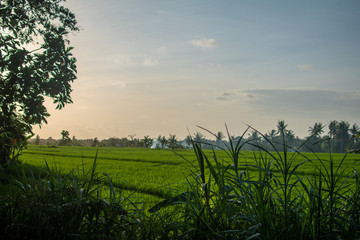 Rice field after grass. Young grass is growing after harvesting. Agricultural, soil management. Preparing for new rice crop. Harvesting time. Farm, paddy field. Scarecrow in fields.