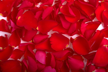 Red rose petals on white. Background image. 