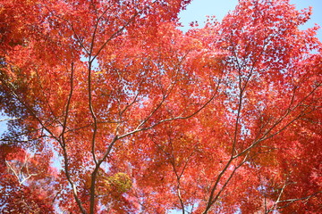 紅葉