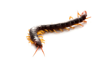 Brown centipede on white background