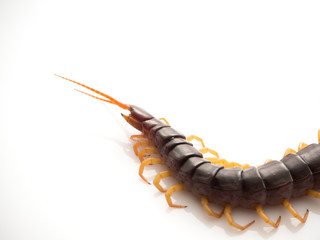 Brown centipede on white background