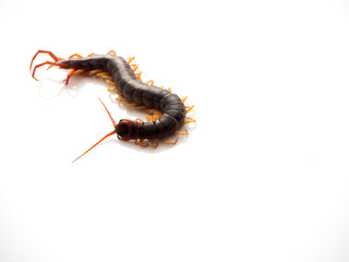 Brown centipede on white background