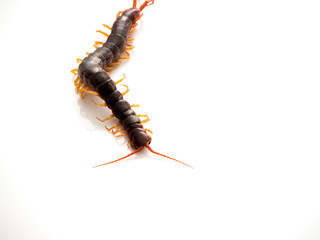Brown centipede on white background