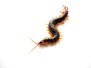 Brown centipede on white background