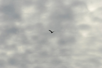 A stork fly to you in the deep gray sky background