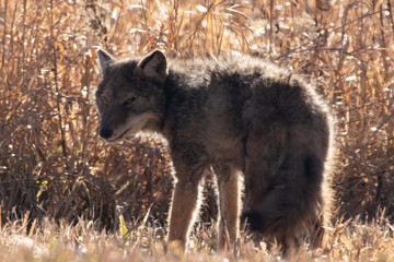 Coyote in the Morning