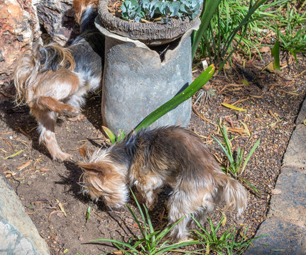 Small male dogs lift their legs against a pot plant in the garden image in landscape format