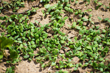 Young plants, seedlings, sprouts, shoots and cotyledons of Trifolium incarnatum, also called Italian clover. Young clover leaves