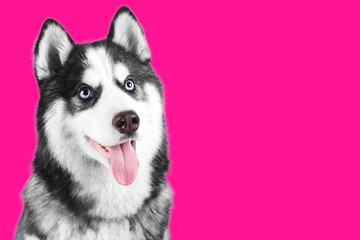 Portrait of a blue eyed beautiful smiling Siberian Husky dog with tongue sticking out isolated on plastic pink  background with copy space