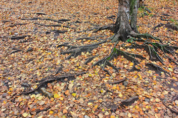 old tree roots on the ground