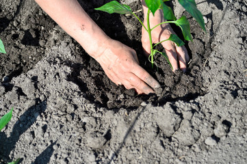 The woman's hand planted sprout seedlings of pepper on a country site in open ground. Close up