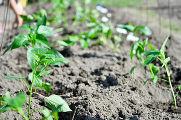 Young green seedlings of pepper seedlings are planted in a greenhouse in the open ground of the soil. The concept of agriculture. Background