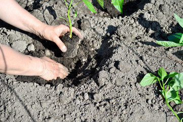 The woman's hand planted sprout seedlings of pepper on a country site in open ground. Close up
