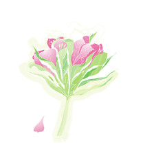 bouquet of pink alstroemeria isolated on white background