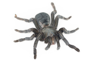 Close up of Chilean Rose Tarantula , Grammostola rosea