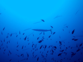 peces en el fondo marino