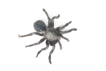 Close up of Chilean Rose Tarantula , Grammostola rosea