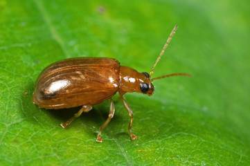 Macro Photo of Little Beetle On Green Leaf