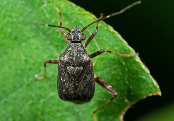 Macro Photo of Little Shield Bug on Green Leaf
