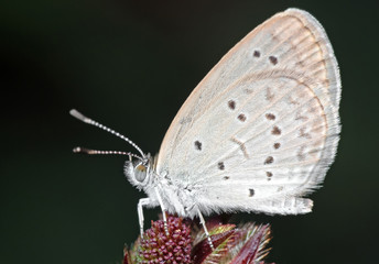 Macro Photo of Little Brown Butterfly on Flower Buds
