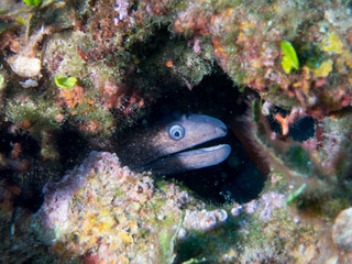 peces en el fondo marino