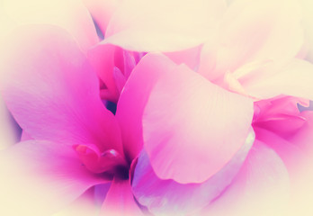 Obraz na płótnie Canvas pink petal flower soft focus sweet nature background
