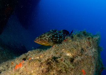 Fototapeta premium fish on the sea floor