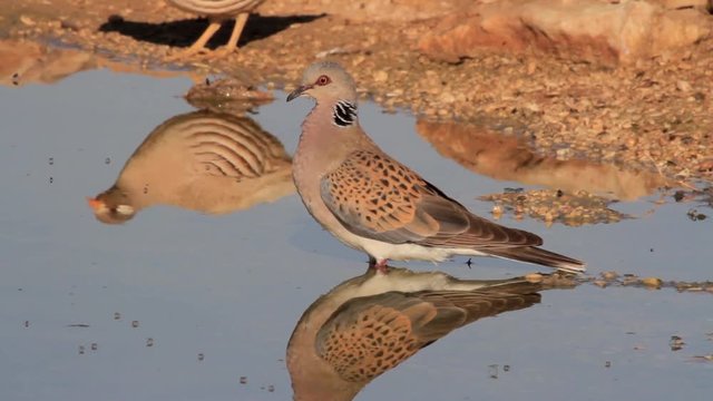 Turtle Dove Coming to drink water from waterhole in the Negev desert