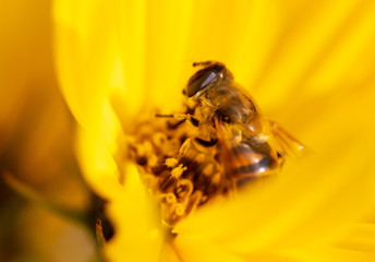 Bee collects honey on a yellow flower