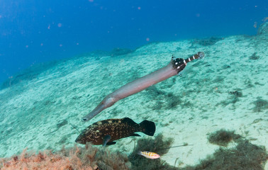 fish on the sea floor