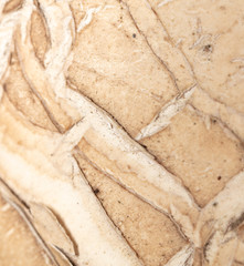 Cracks in the mushroom as an abstract background