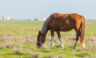 Obraz na płótnie Canvas Horses graze in the steppe of Kazakhstan in spring