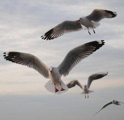 Wonderful picturesque places , many seagulls and good view at Bangpu Recreation Center ,Samut Prakan THAILAND.