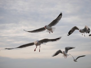 Wonderful picturesque places , many seagulls and good view at Bangpu Recreation Center ,Samut Prakan THAILAND.