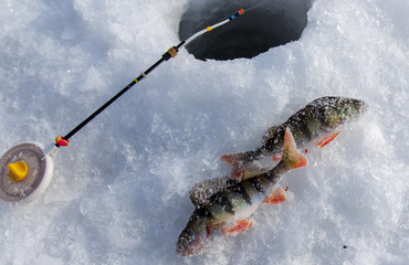 Perch caught on a bait with ice in winter
