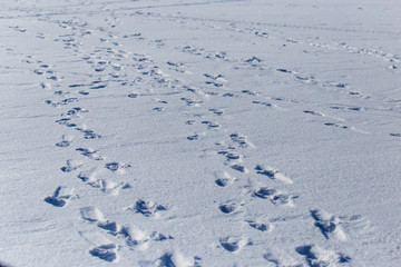 Human footprints on white snow as a background