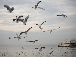 Wonderful picturesque places , many seagulls and good view at Bangpu Recreation Center ,Samut Prakan THAILAND.