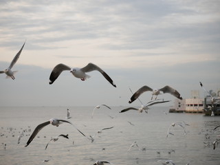 Wonderful picturesque places , many seagulls and good view at Bangpu Recreation Center ,Samut Prakan THAILAND.