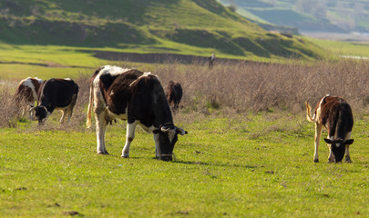 Herd of cows grazing in the hills in the spring