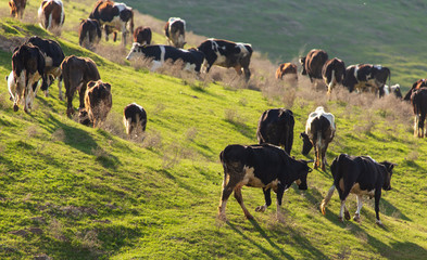 Herd of cows grazing in the hills in the spring