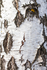 White bark on a birch tree as background