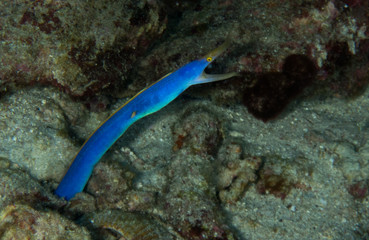 fish on the sea floor