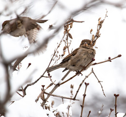 sparrow on a branch with snow