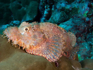 fish on the sea floor