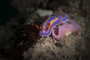 Nudibranch Mexichromis trilineata laying eggs. Picture was taken near Island Bangka in North Sulawesi, Indonesia