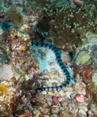 fish on the sea floor