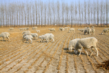 sheep in paddy fields